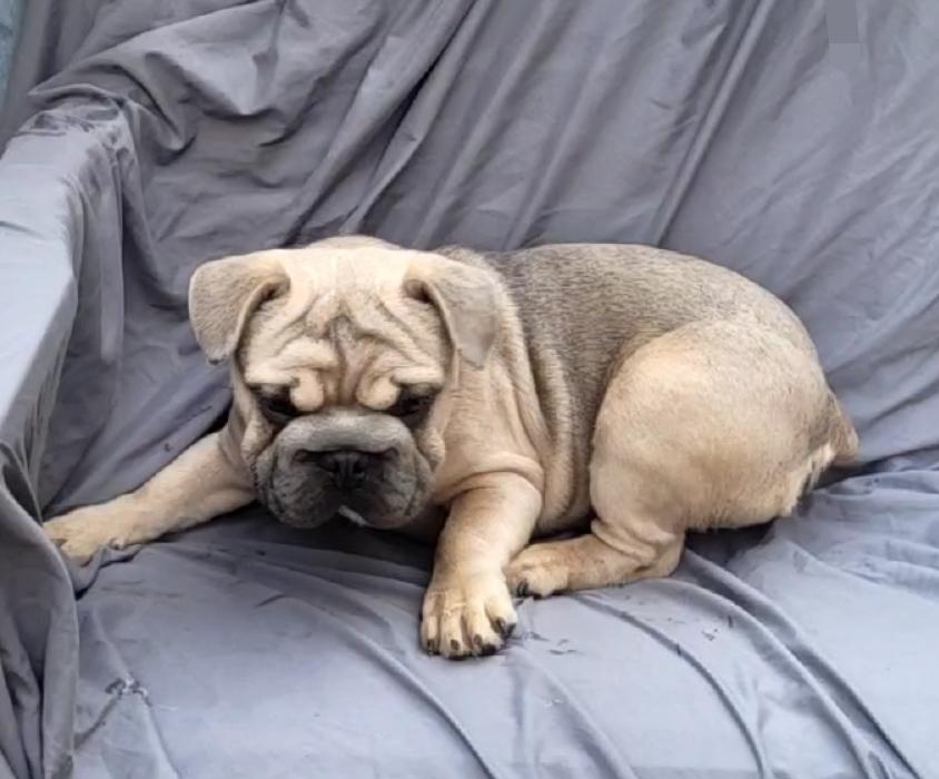 SNAWSAGE, a Adoptable French Bulldog in Woodsfield, OH image 1/4