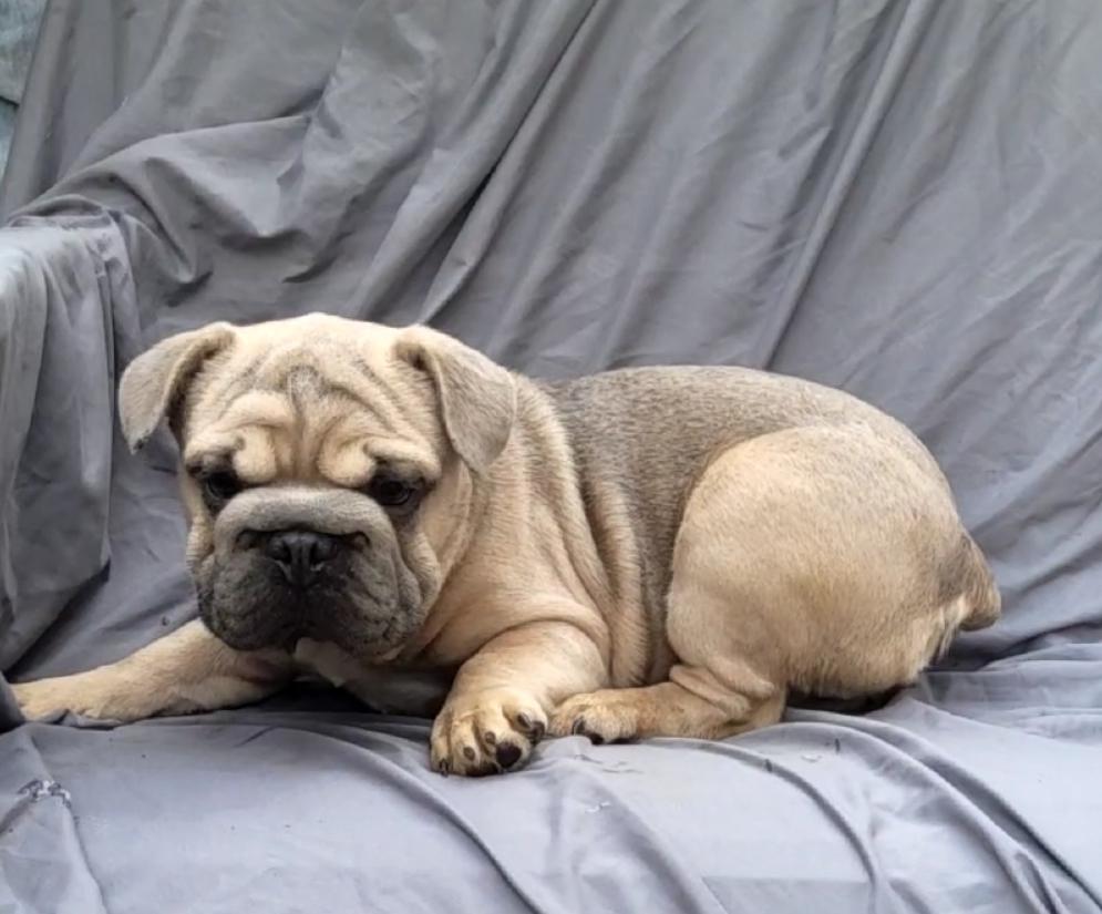 SNAWSAGE, a Adoptable French Bulldog in Woodsfield, OH image 2/4