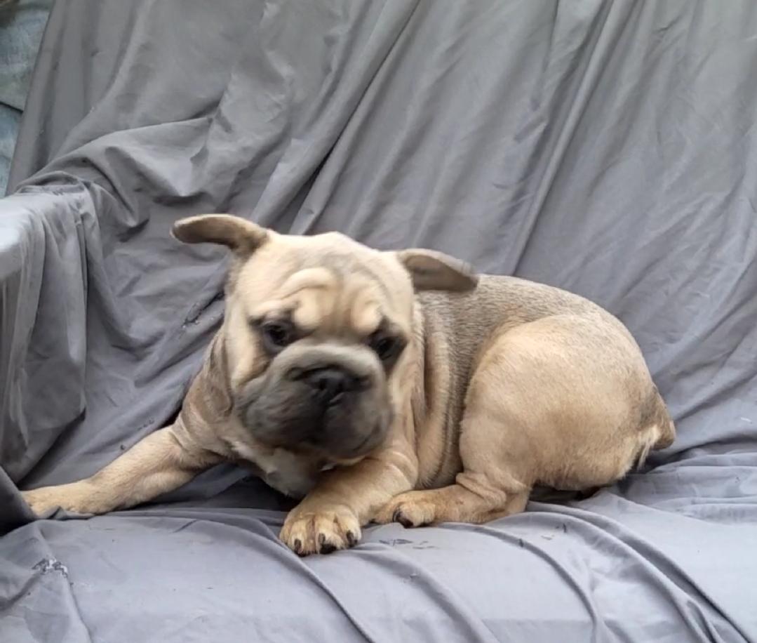 SNAWSAGE, a Adoptable French Bulldog in Woodsfield, OH image 3/4