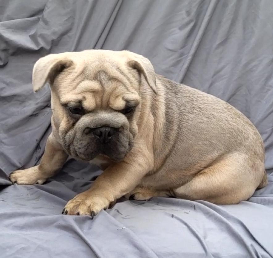 SNAWSAGE, a Adoptable French Bulldog in Woodsfield, OH image 4/4