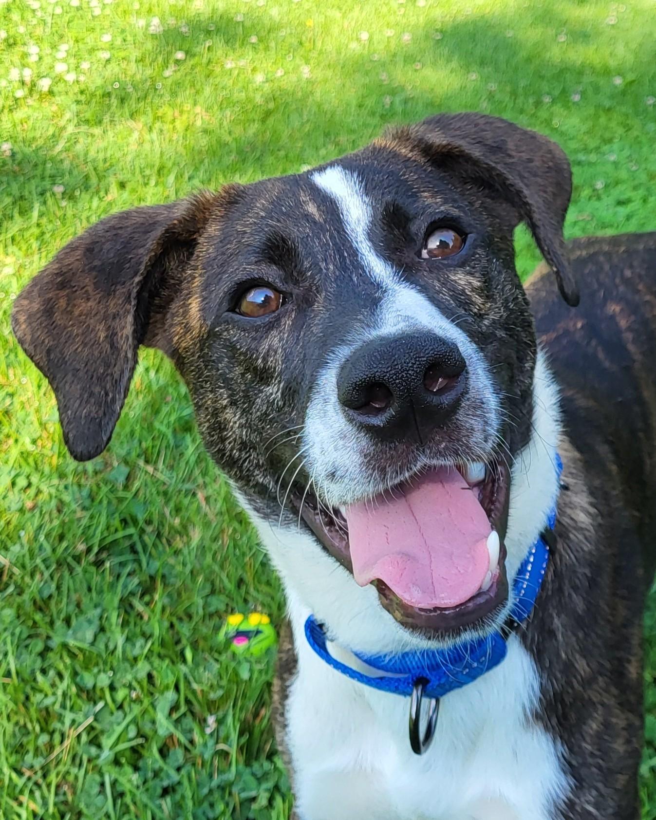 Simon
