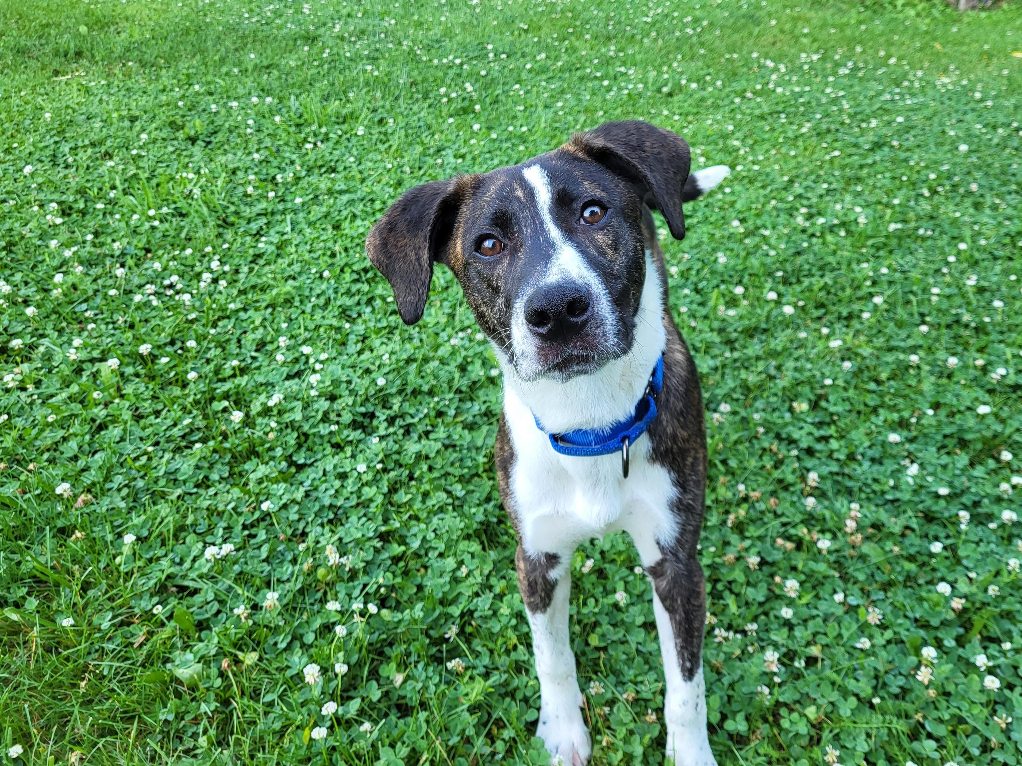 Simon