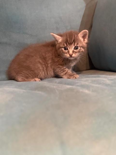 Enlarge Gemma, an adopted Domestic Medium Hair in Houston, TX image 4/4
