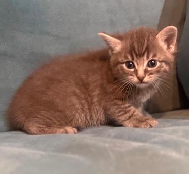 Gemma, adopted, Kitten Female Domestic Medium Hair.