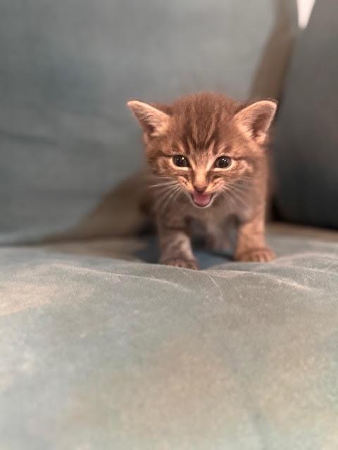 Enlarge Gemma, an adopted Domestic Medium Hair in Houston, TX image 2/4