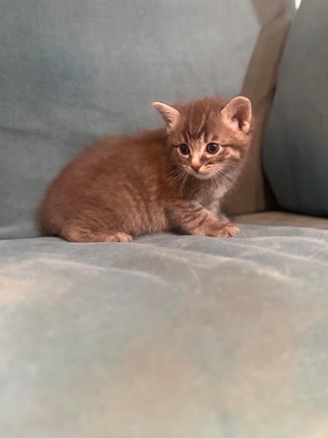 Enlarge Gemma, an adopted Domestic Medium Hair in Houston, TX image 3/4