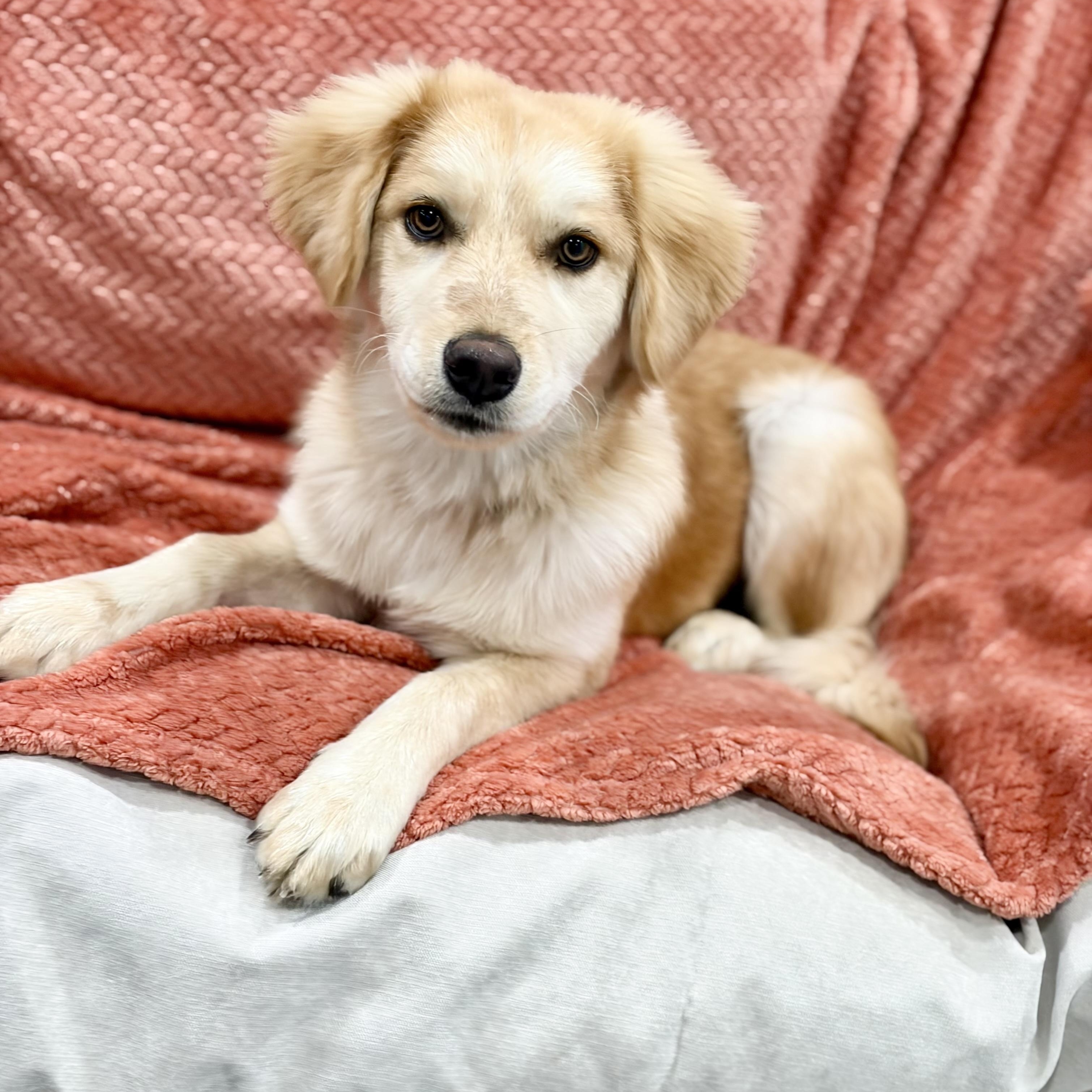 Enlarge Darling Parker, a hold mixed breed in West Hartford , CT image 2/5