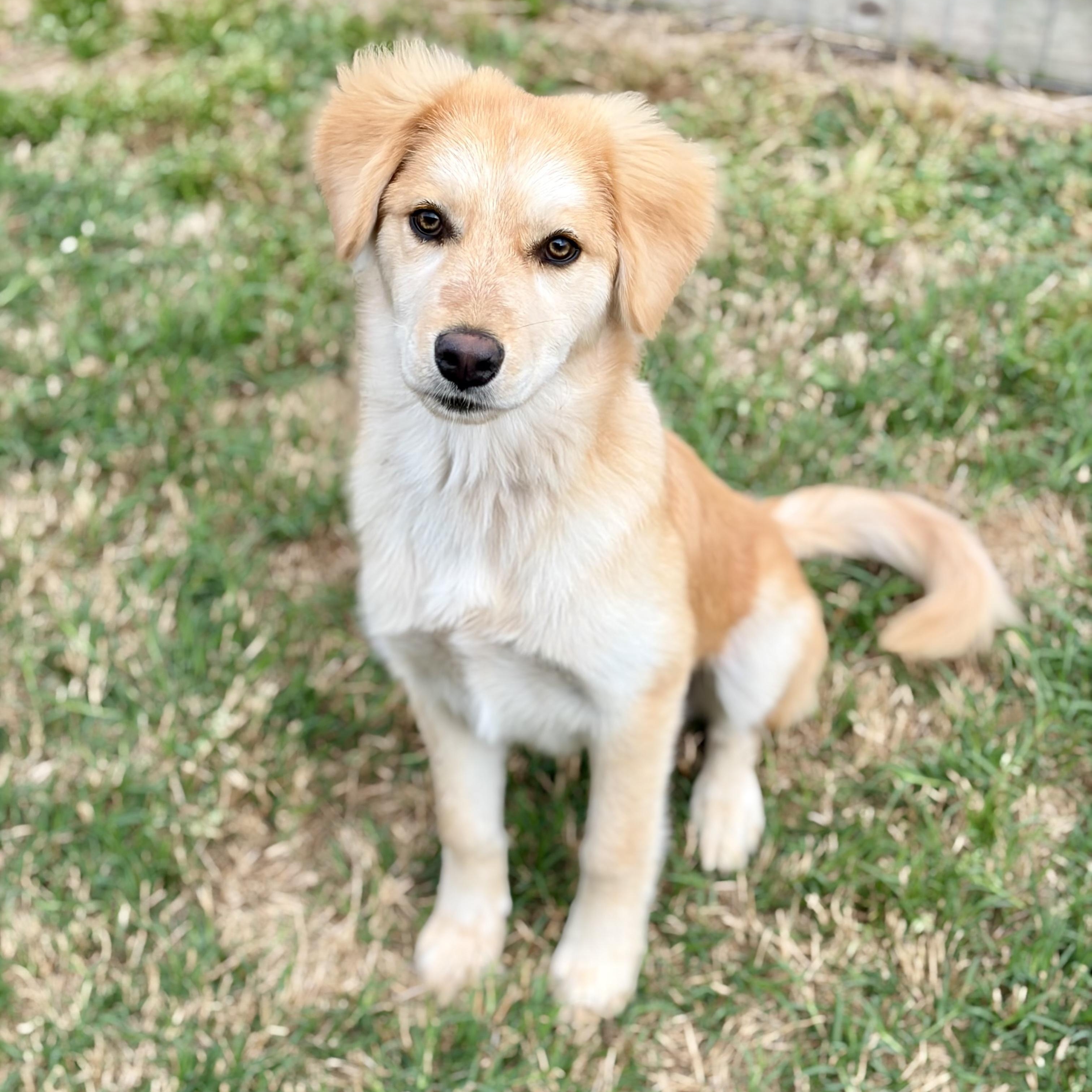 Enlarge Darling Parker, a hold mixed breed in West Hartford , CT image 1/5