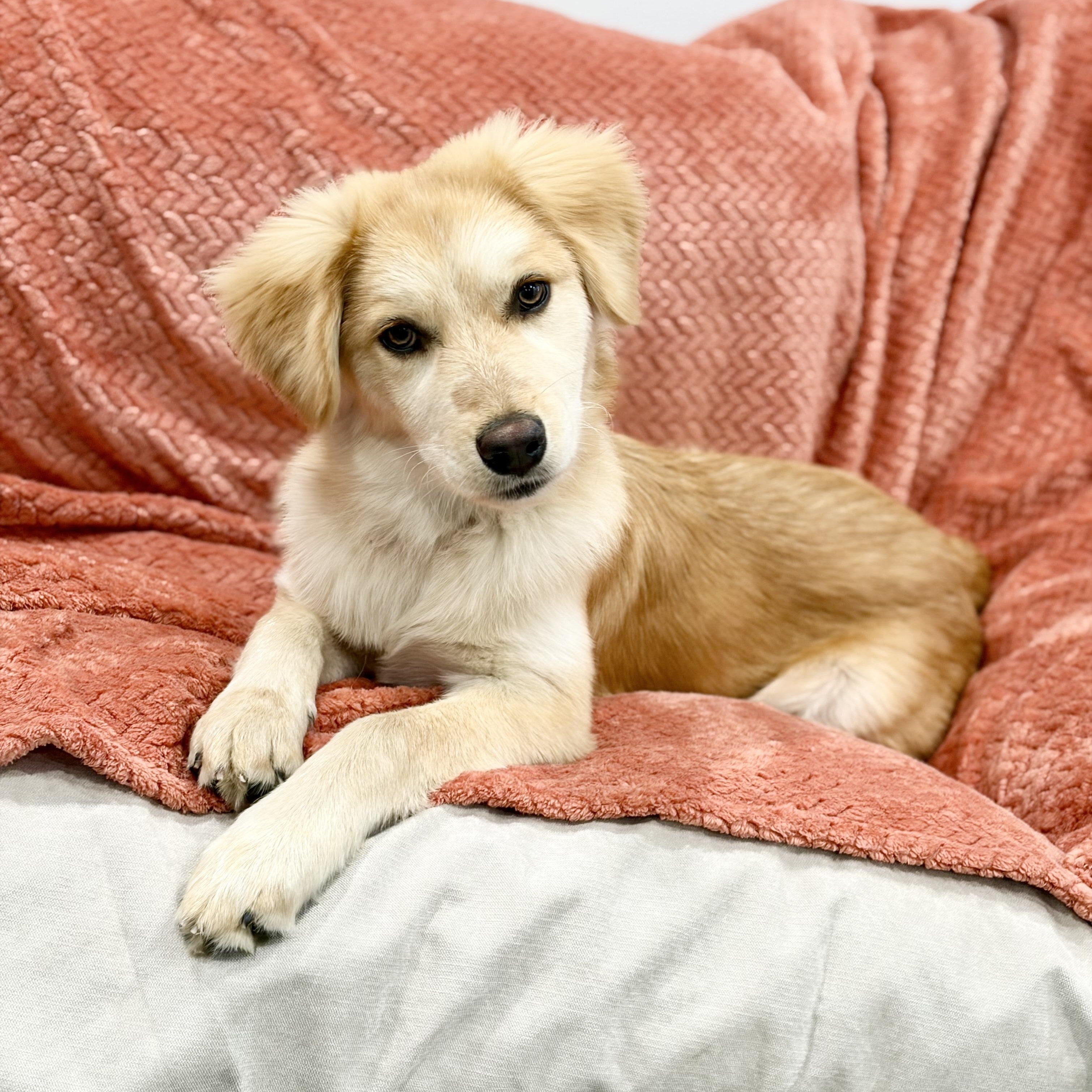 Enlarge Darling Parker, a hold mixed breed in West Hartford , CT image 5/5