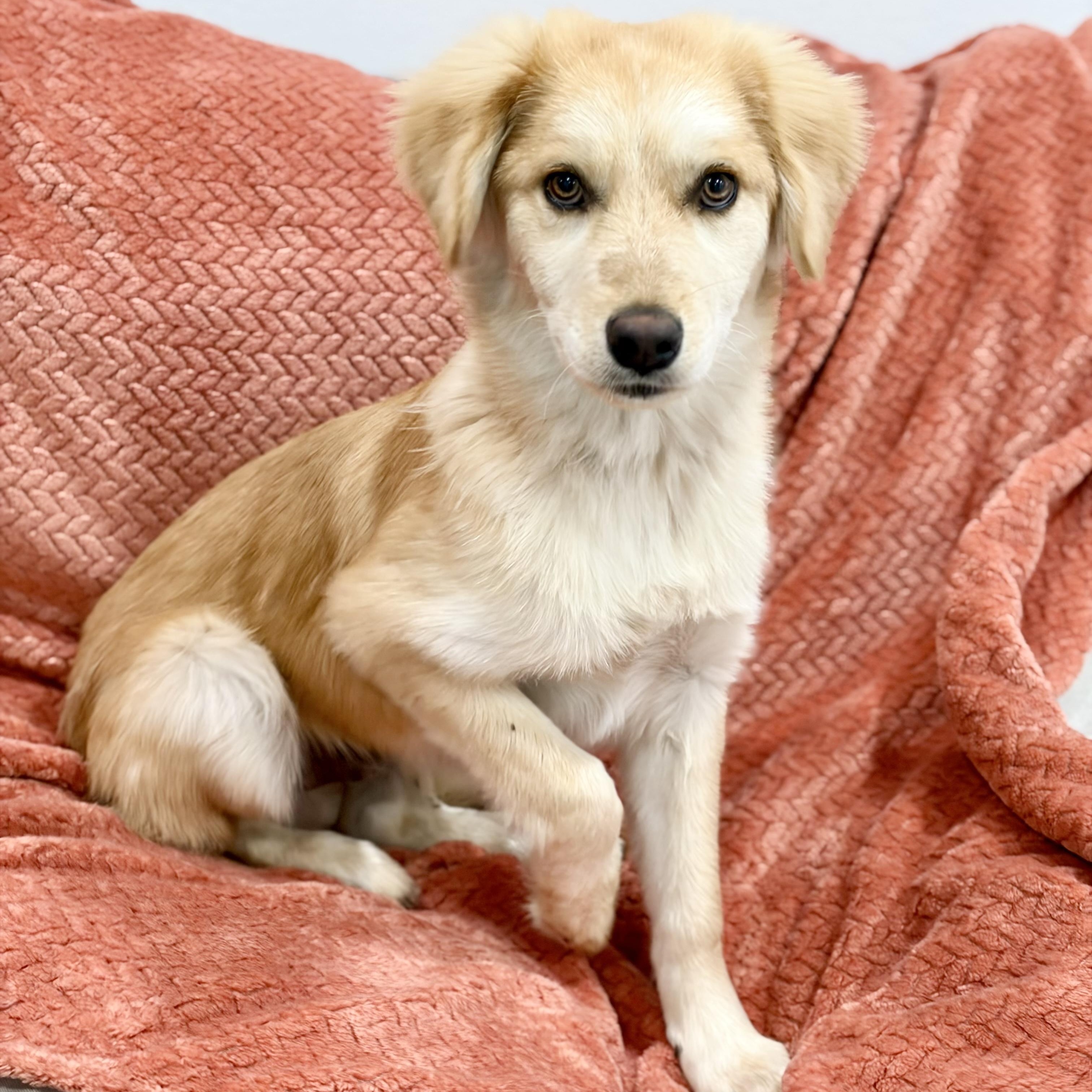 Enlarge Darling Parker, a hold mixed breed in West Hartford , CT image 4/5