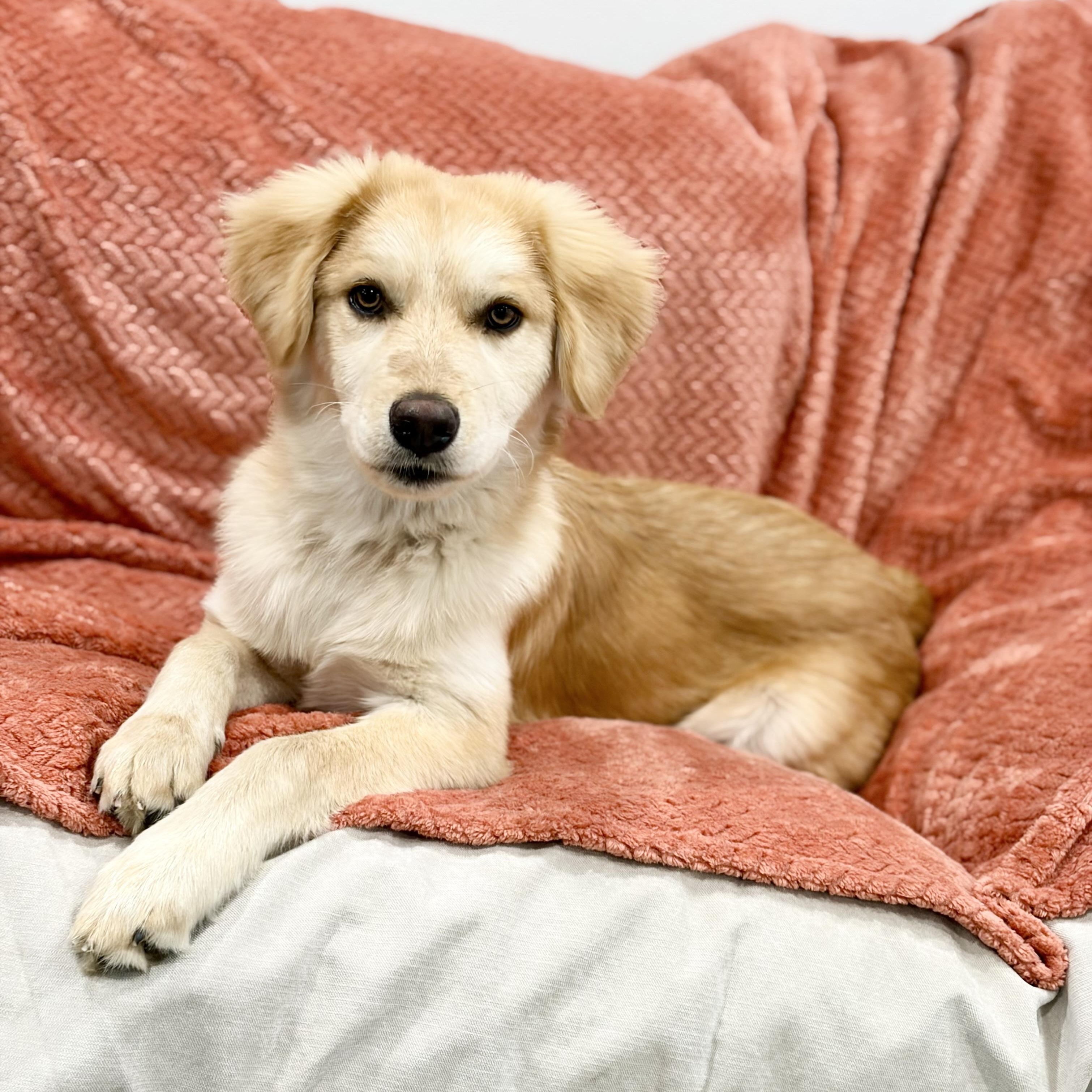 Enlarge Darling Parker, a hold mixed breed in West Hartford , CT image 3/5