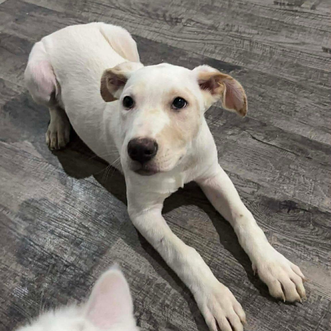 Giggle , ADOPTABLE, Young Female German Shepherd Dog & Mixed Breed.