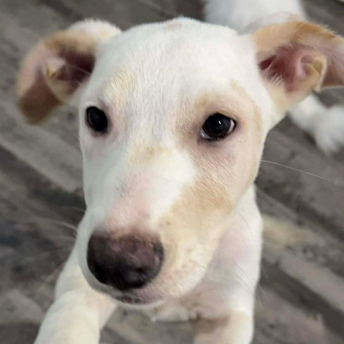 Enlarge Giggle , a ADOPTABLE mixed breed in Alma, MI image 2/3