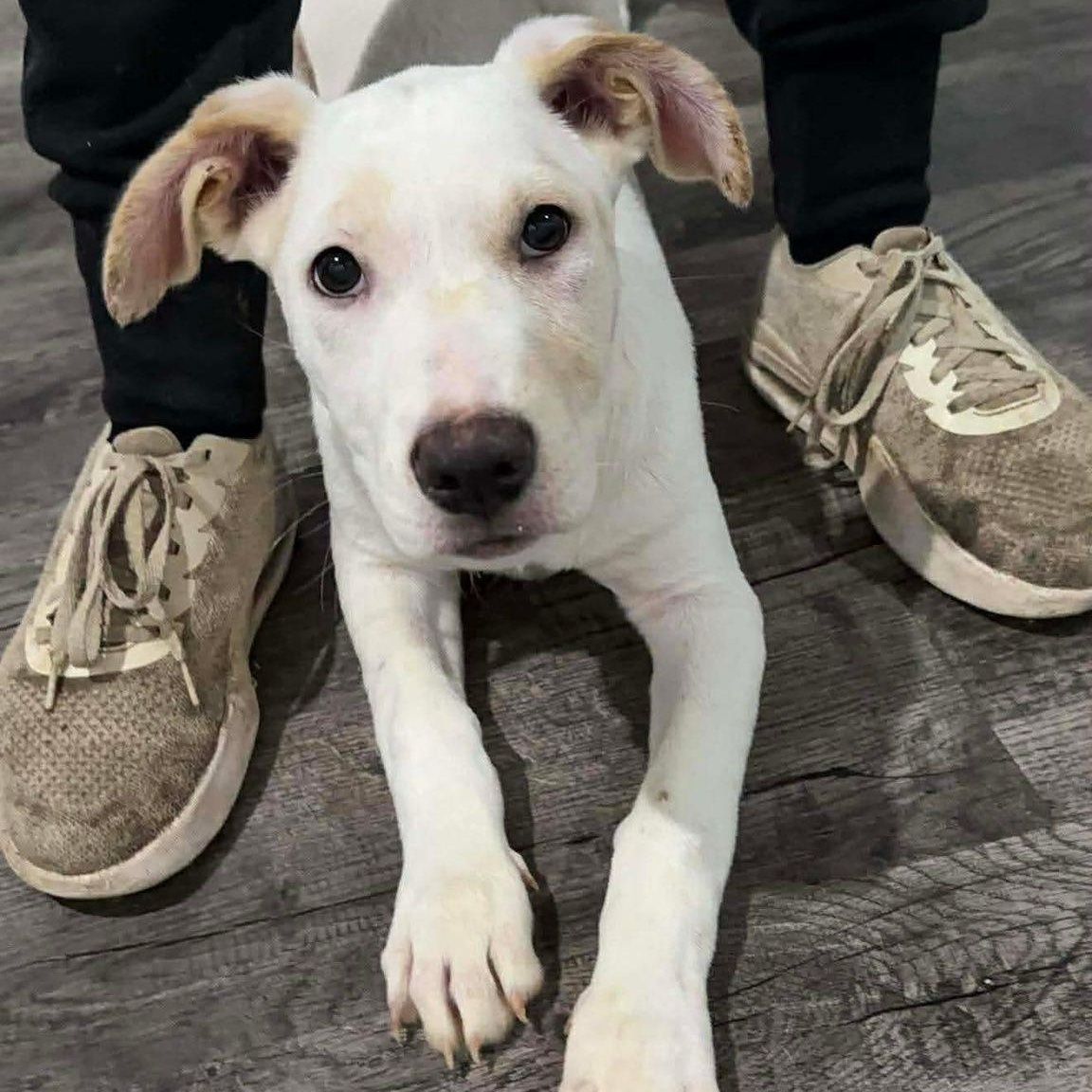 Enlarge Giggle , a ADOPTABLE mixed breed in Alma, MI image 3/3