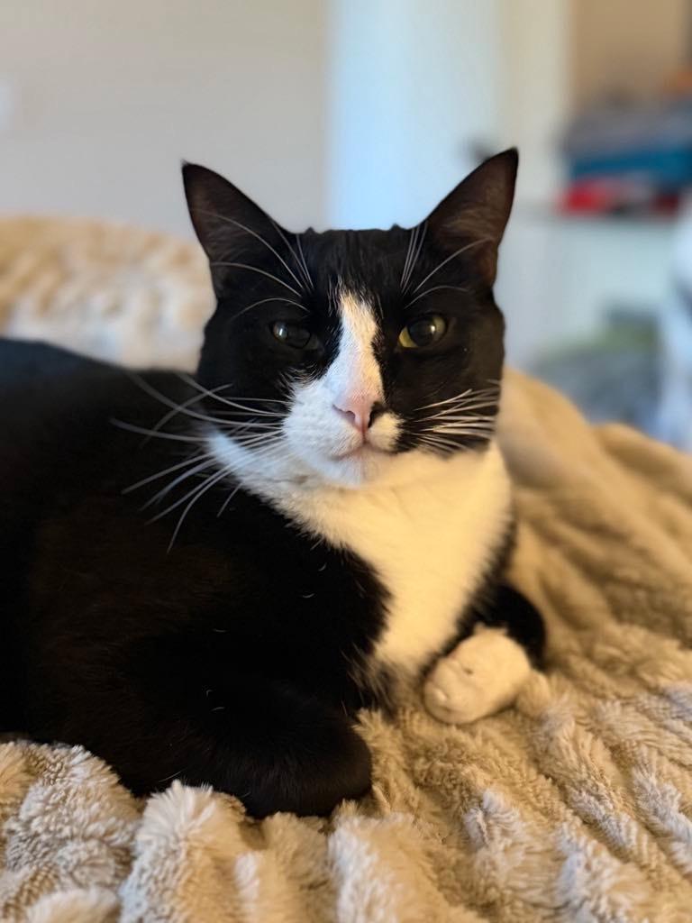 Checkers F, Adoptable, Adult Male Domestic Short Hair.