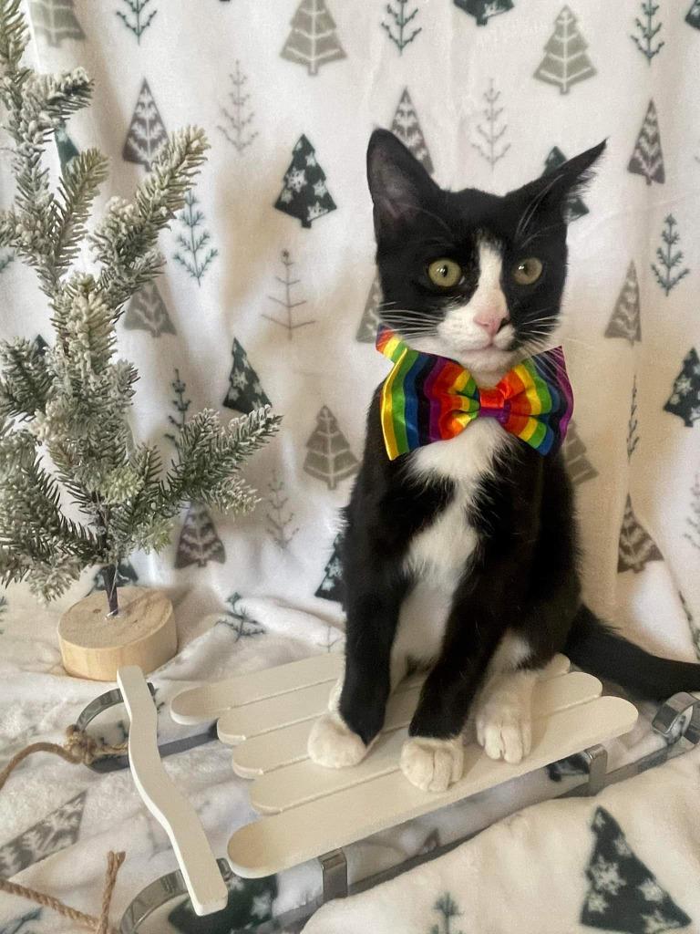 Checkers F, Adoptable, Adult Male Domestic Short Hair.