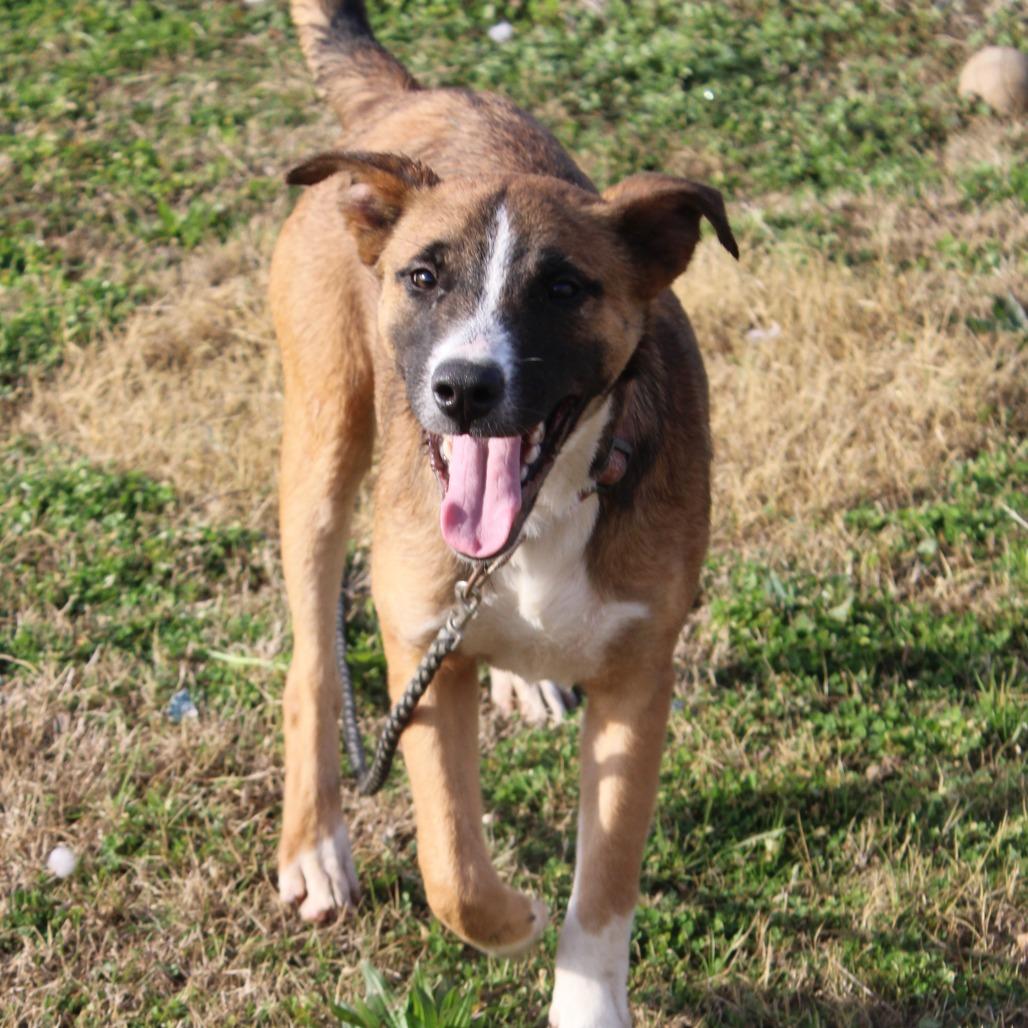 Enlarge John, a Adoptable Shepherd in Cleveland, MS image 2/4