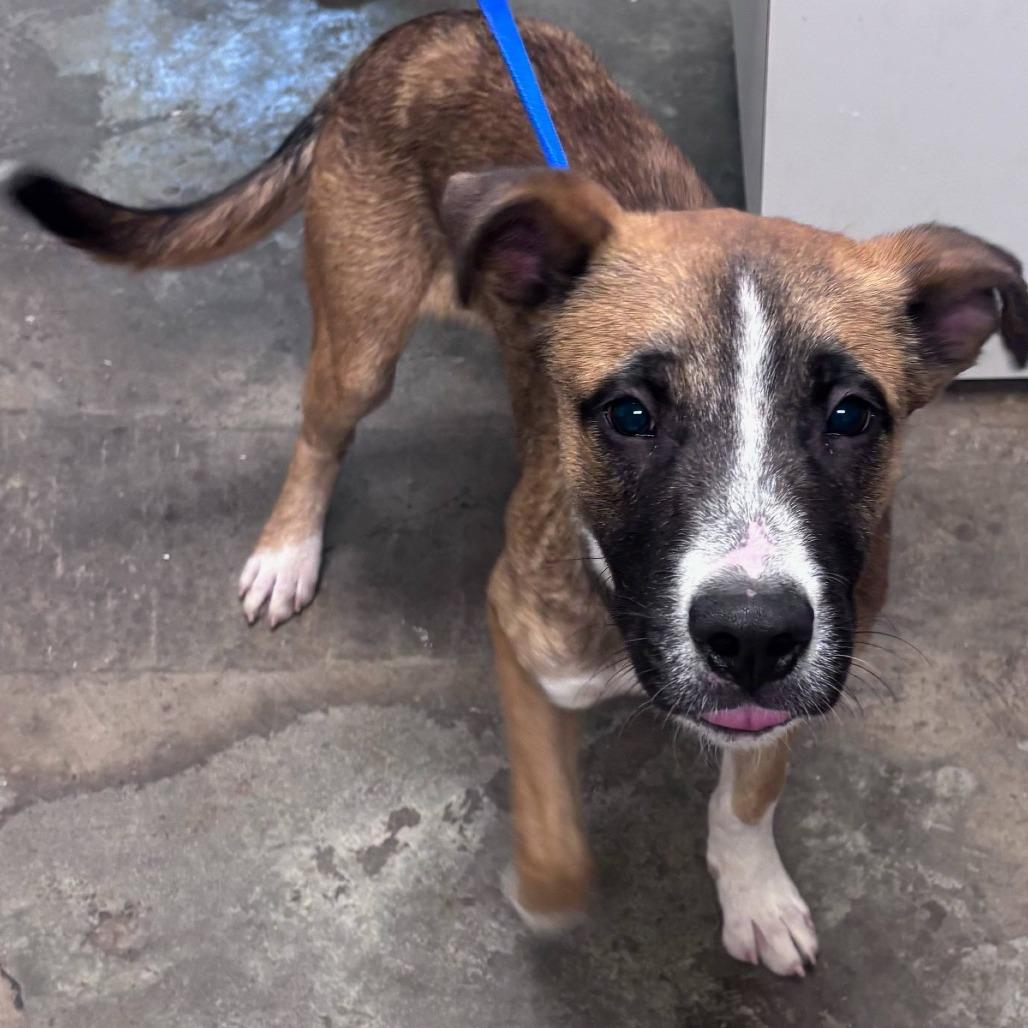 Enlarge John, a Adoptable Shepherd in Cleveland, MS image 3/4