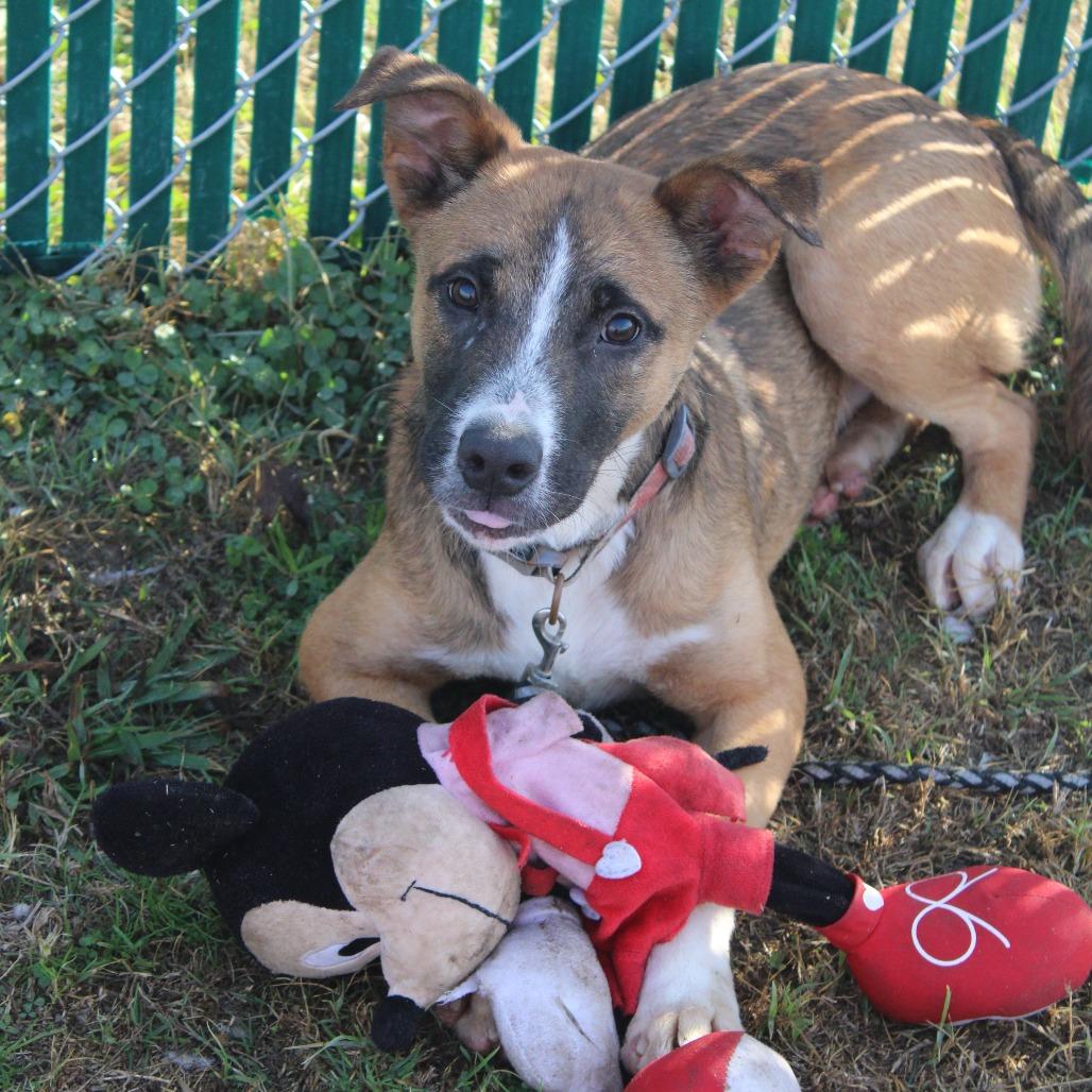 Enlarge John, a Adoptable Shepherd in Cleveland, MS image 4/4