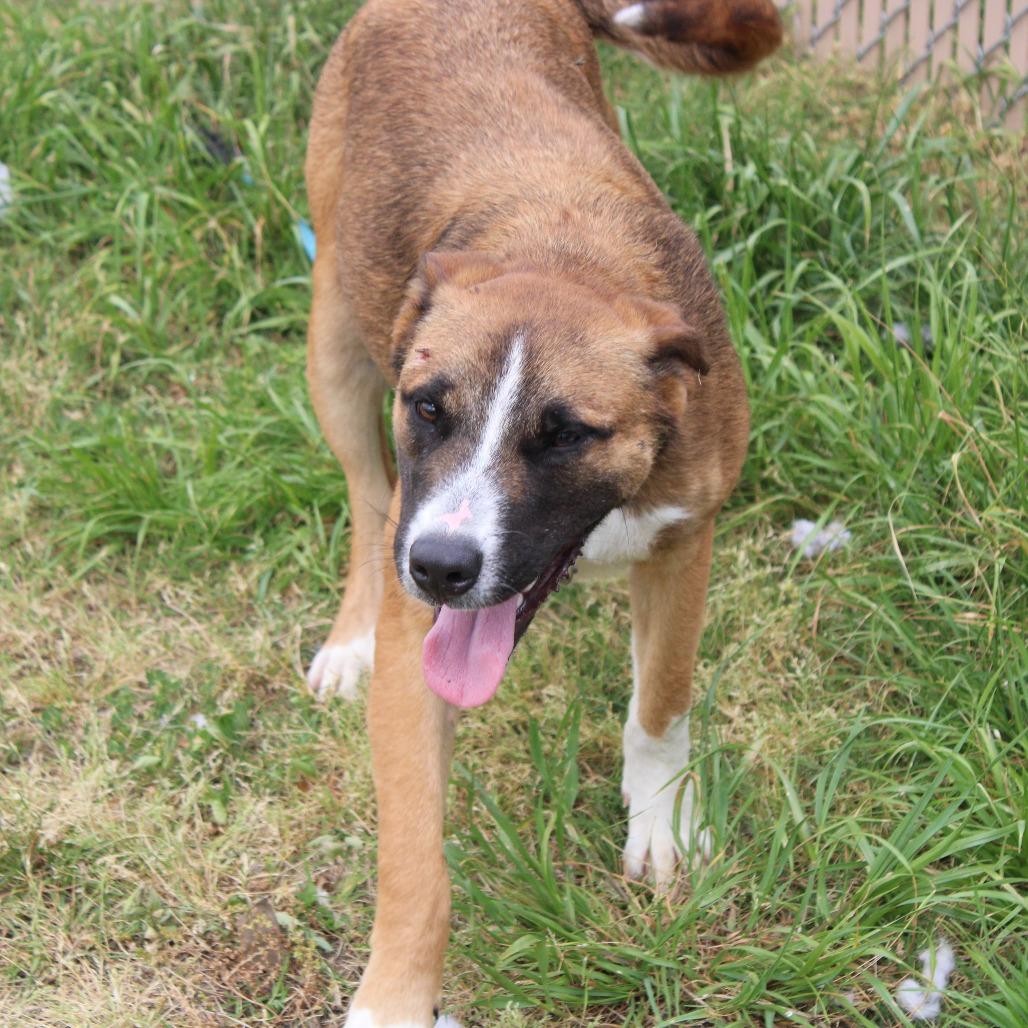 Enlarge John, a Adoptable mixed breed in Cleveland, MS image 5/5