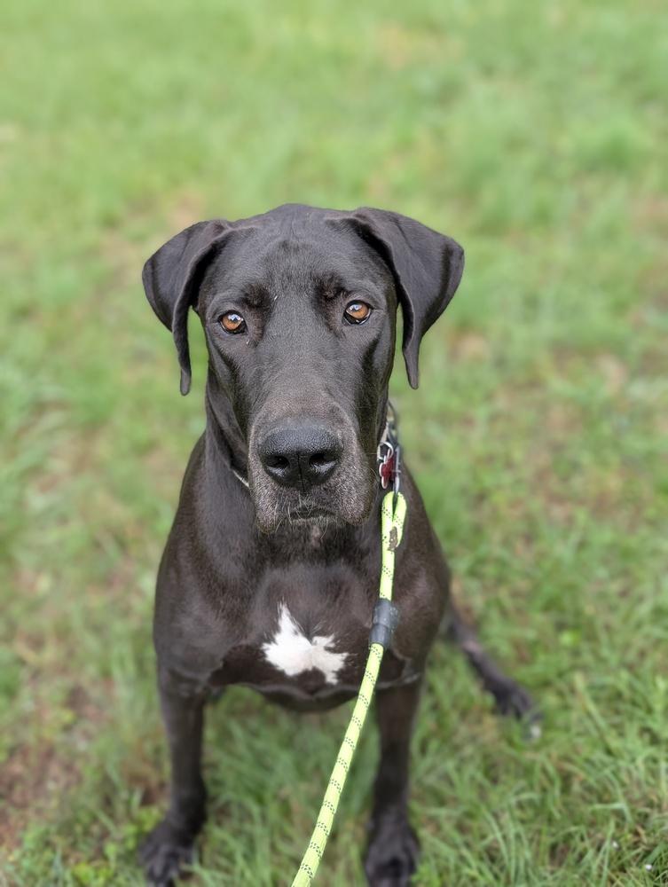 Geegi, Adoptable, Adult Female Great Dane.