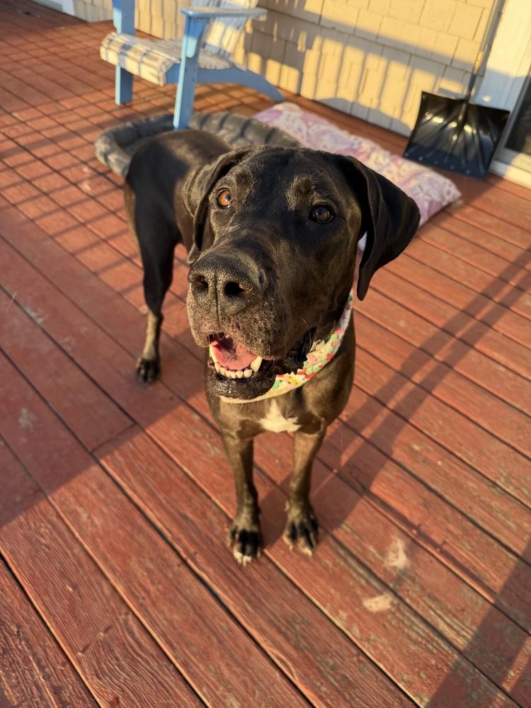 Enlarge Geegi, a Adoptable mixed breed in Boston, MA image 2/6