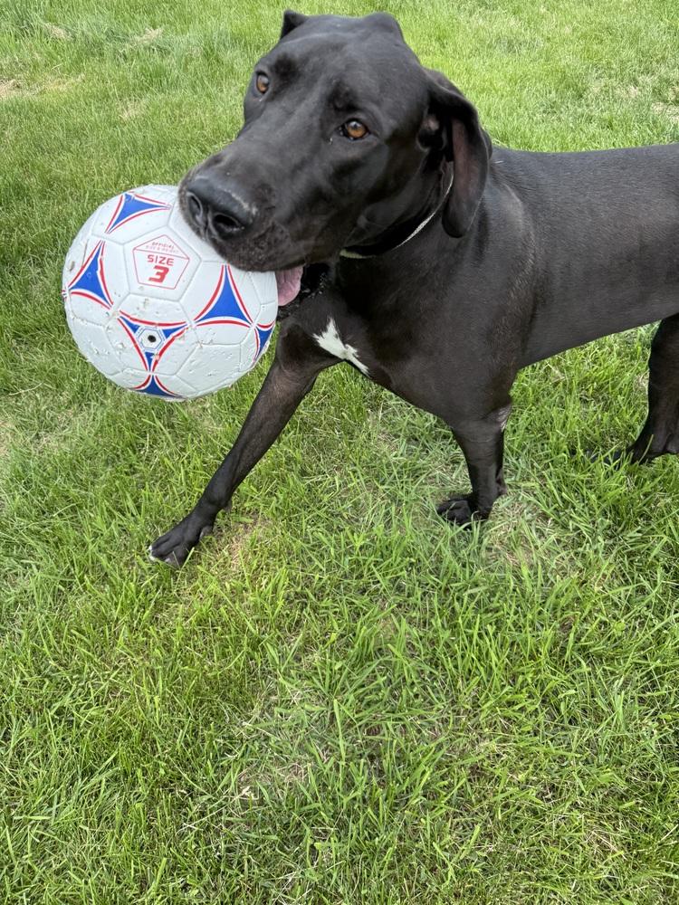 Enlarge Geegi, a Adoptable mixed breed in Boston, MA image 3/6