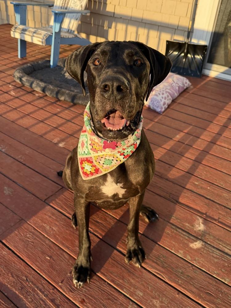 Enlarge Geegi, a Adoptable mixed breed in Boston, MA image 4/6