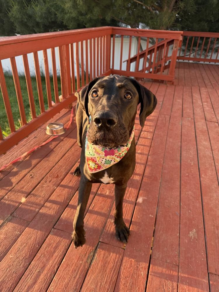 Enlarge Geegi, a Adoptable mixed breed in Boston, MA image 5/6