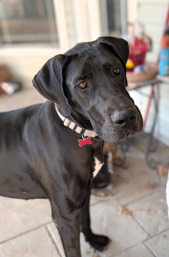 Enlarge Geegi, a Adoptable mixed breed in Boston, MA image 6/6