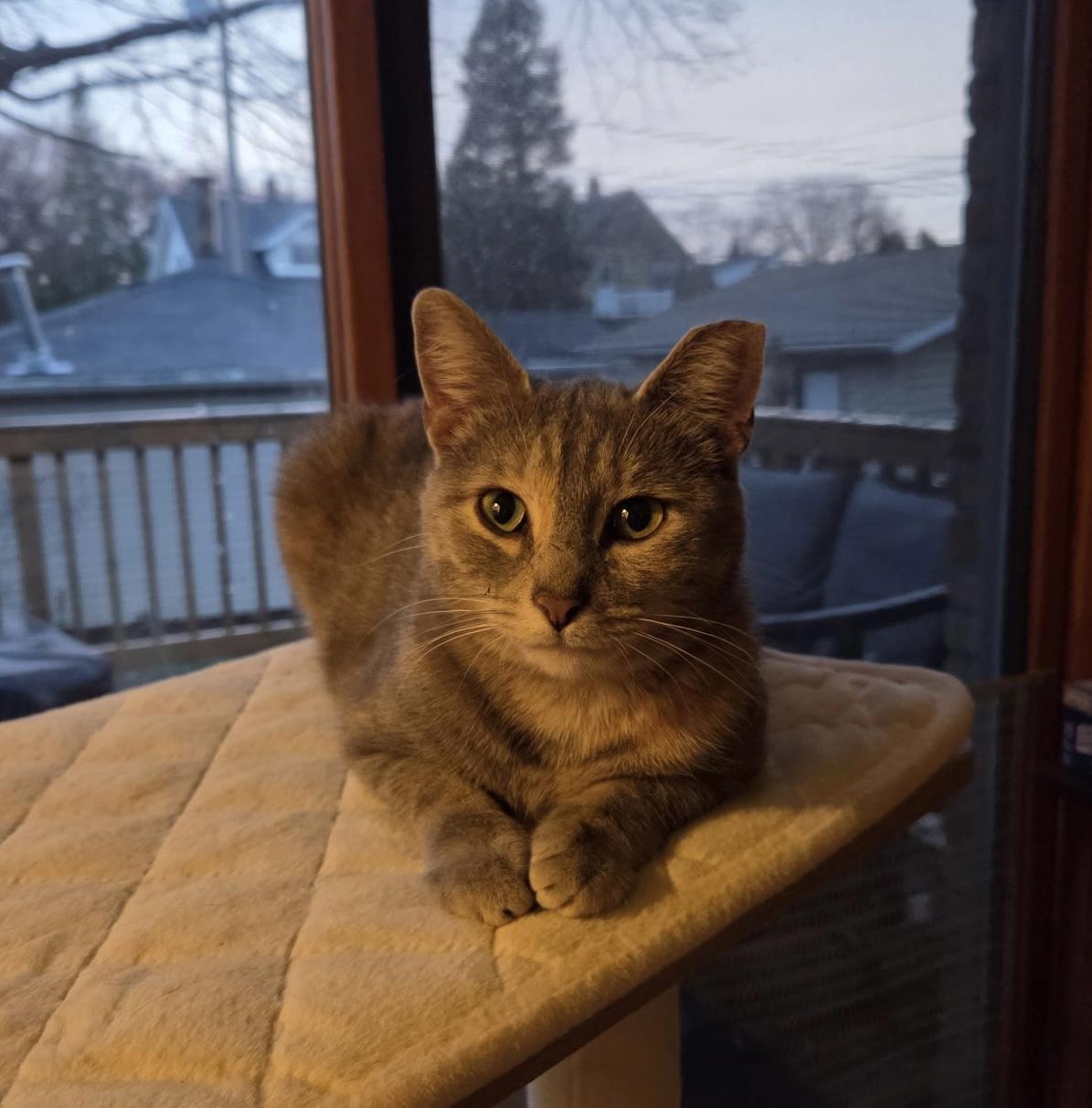Sugar Snap Pea, ADOPTABLE, Young Female Domestic Short Hair.