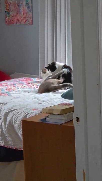 Enlarge Sugar Snap Pea, a ADOPTABLE Domestic Short Hair in Milwaukee, WI video 3/4