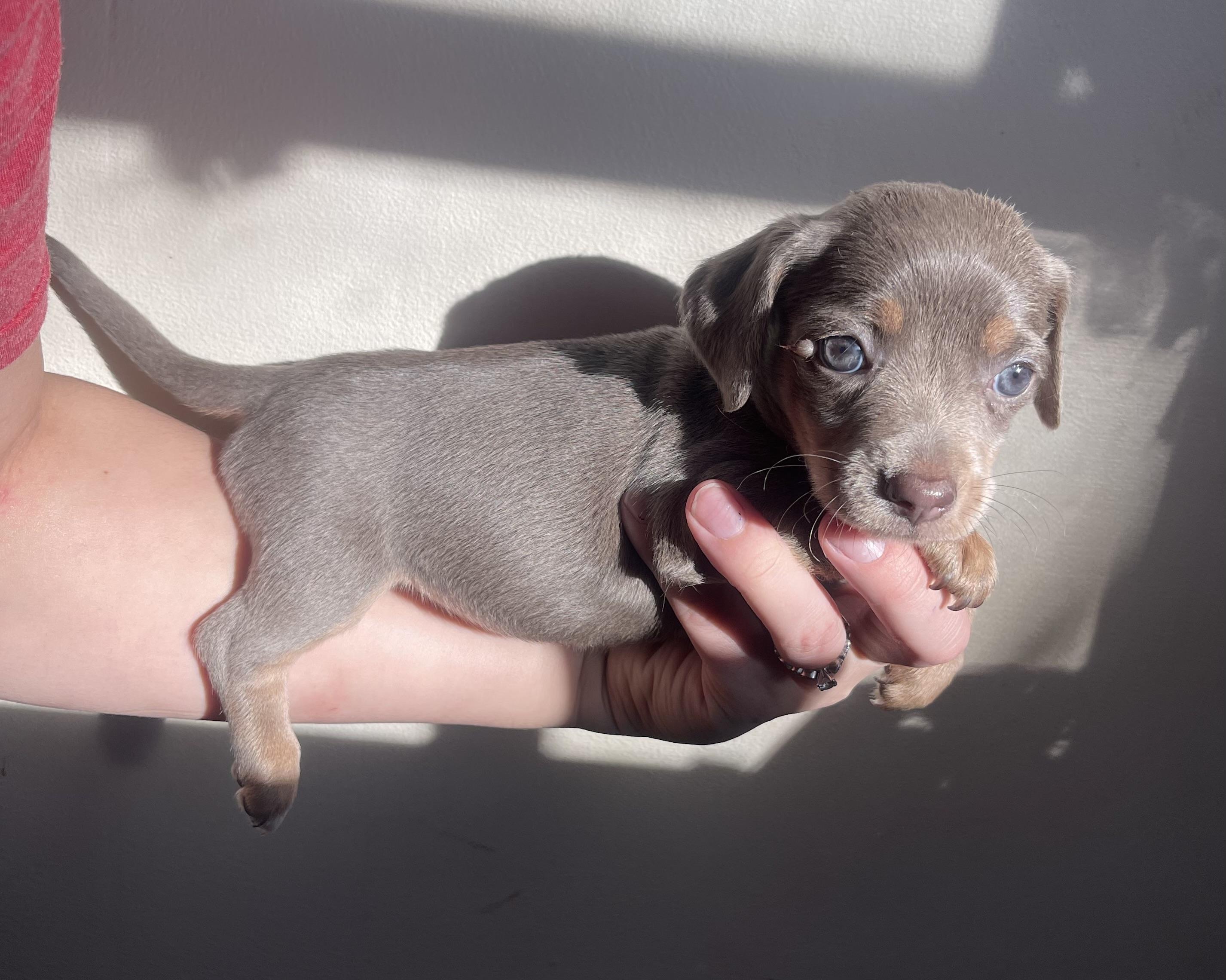 Enlarge Pilar, a Adoptable mixed breed in Winter, WI image 1/1