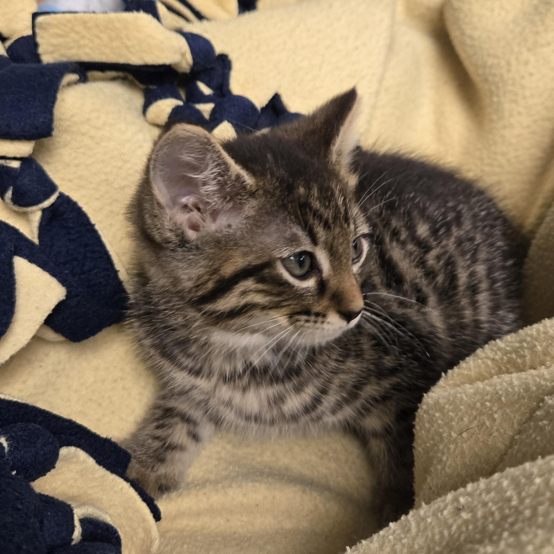 Adam, a ADOPTABLE Domestic Short Hair in Xenia , OH image 6/6