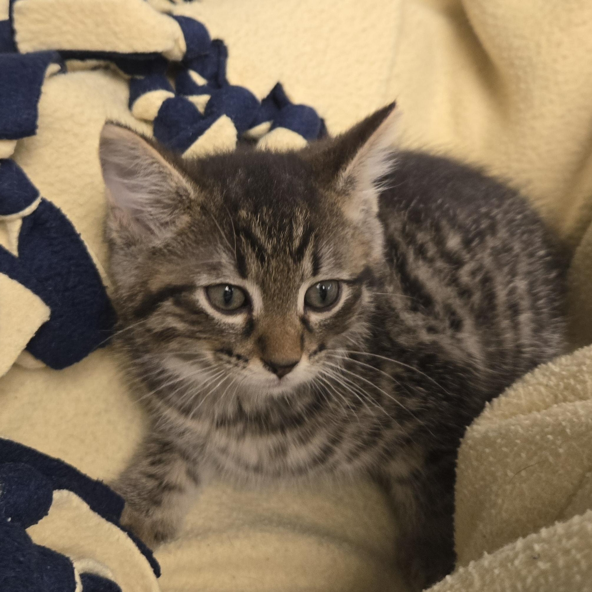 Adam, a ADOPTABLE Domestic Short Hair in Xenia , OH image 2/6