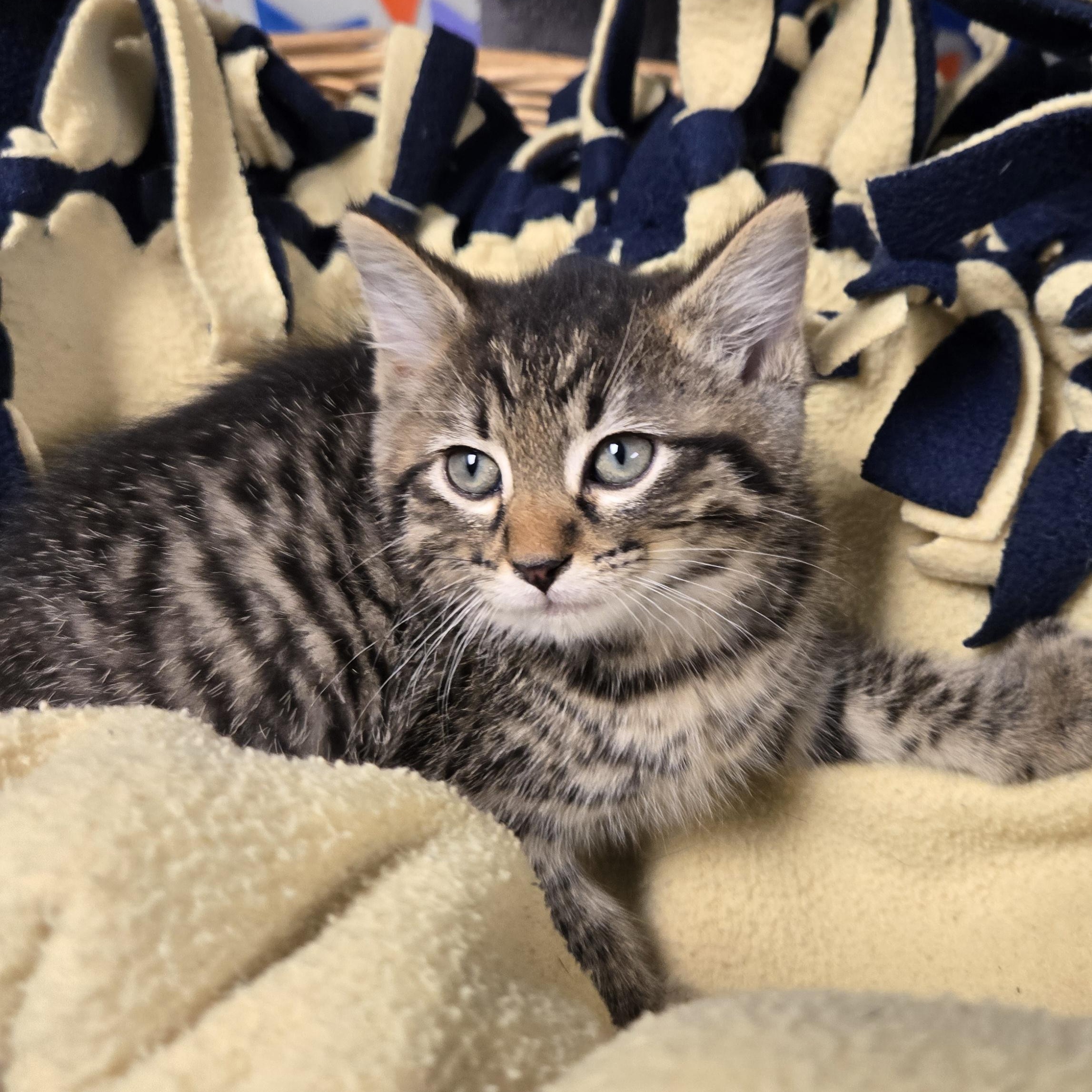 Adam, a ADOPTABLE Domestic Short Hair in Xenia , OH image 4/6