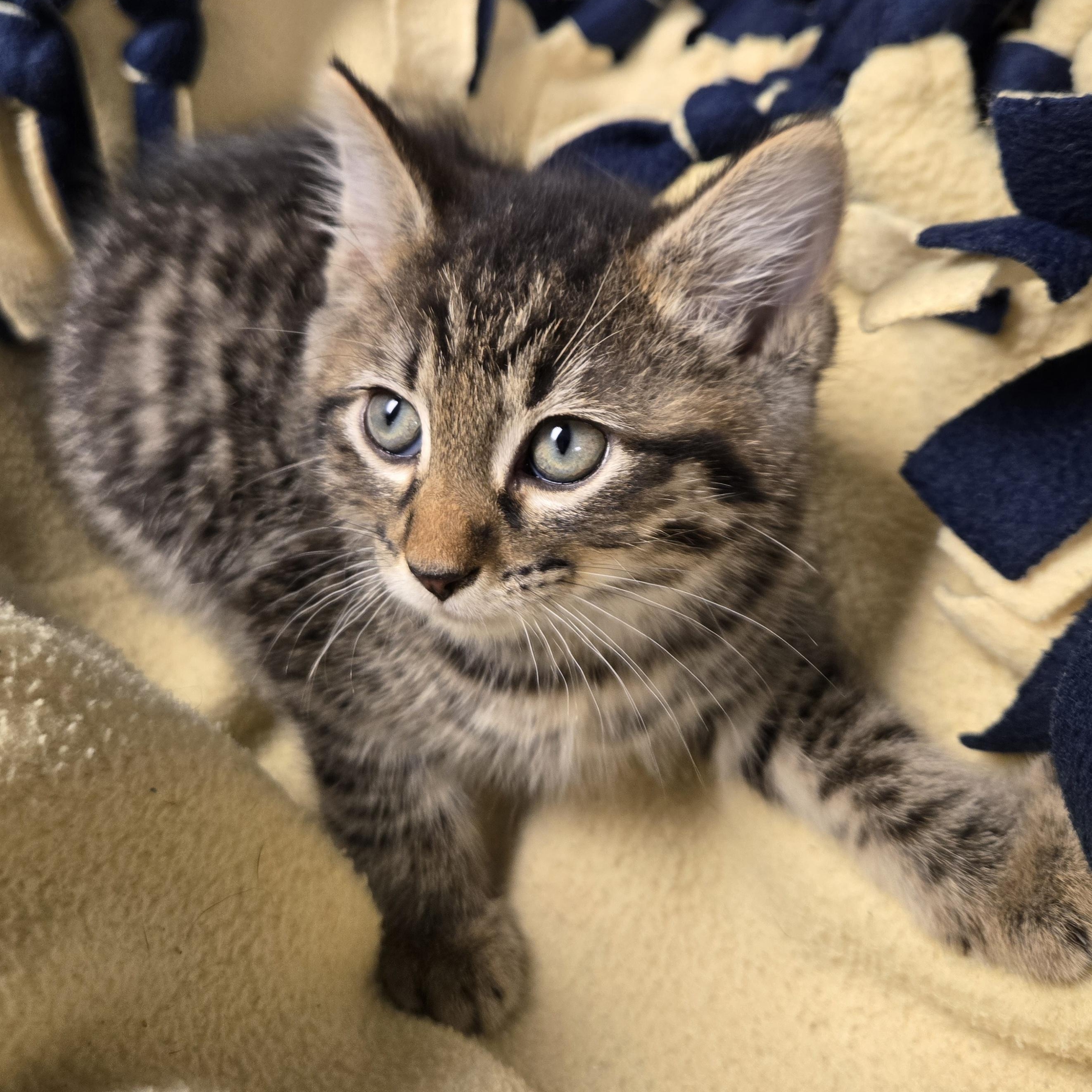 Adam, a ADOPTABLE Domestic Short Hair in Xenia , OH image 3/6
