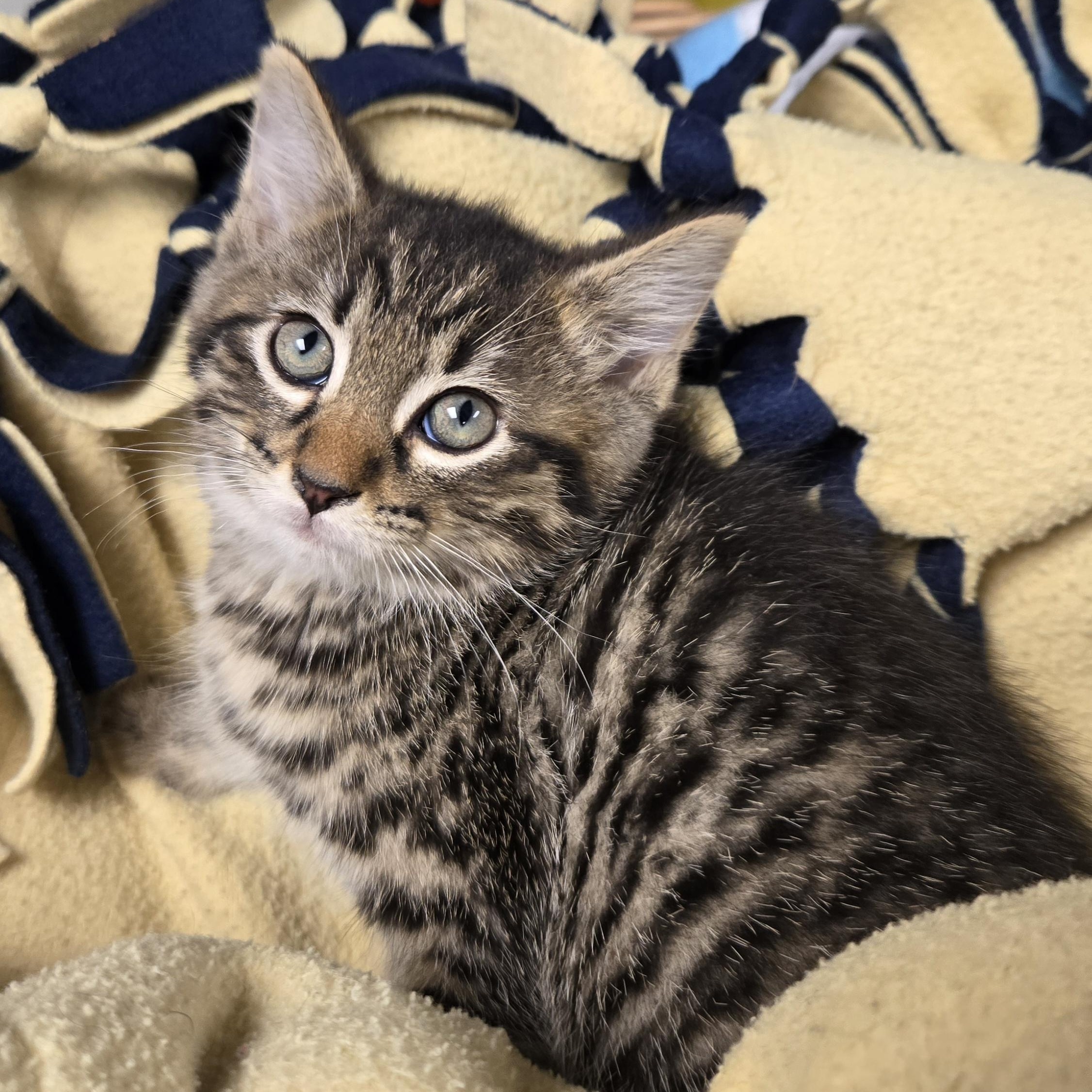 Adam, ADOPTABLE, Young Male Domestic Short Hair.