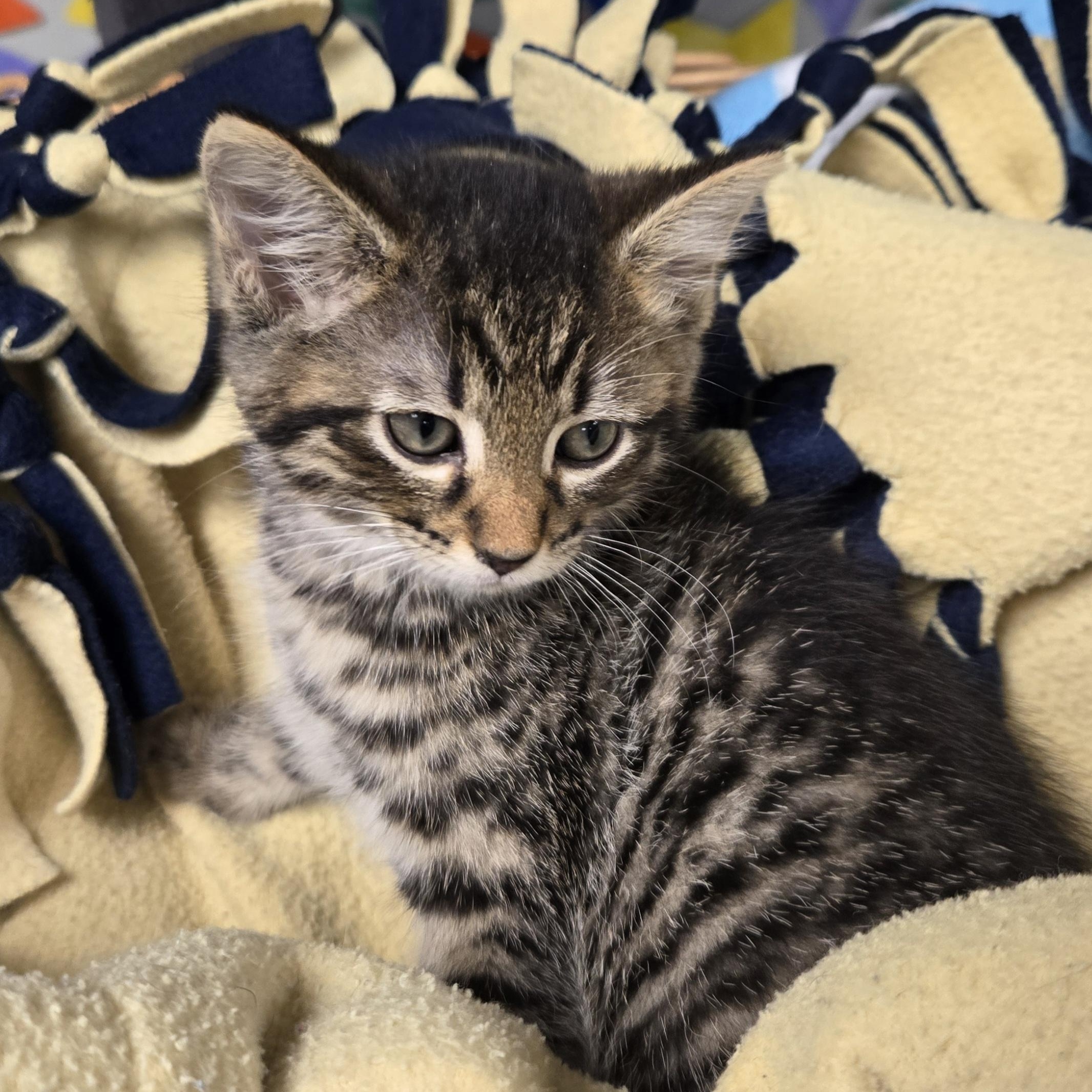Adam, a ADOPTABLE Domestic Short Hair in Xenia , OH image 5/6