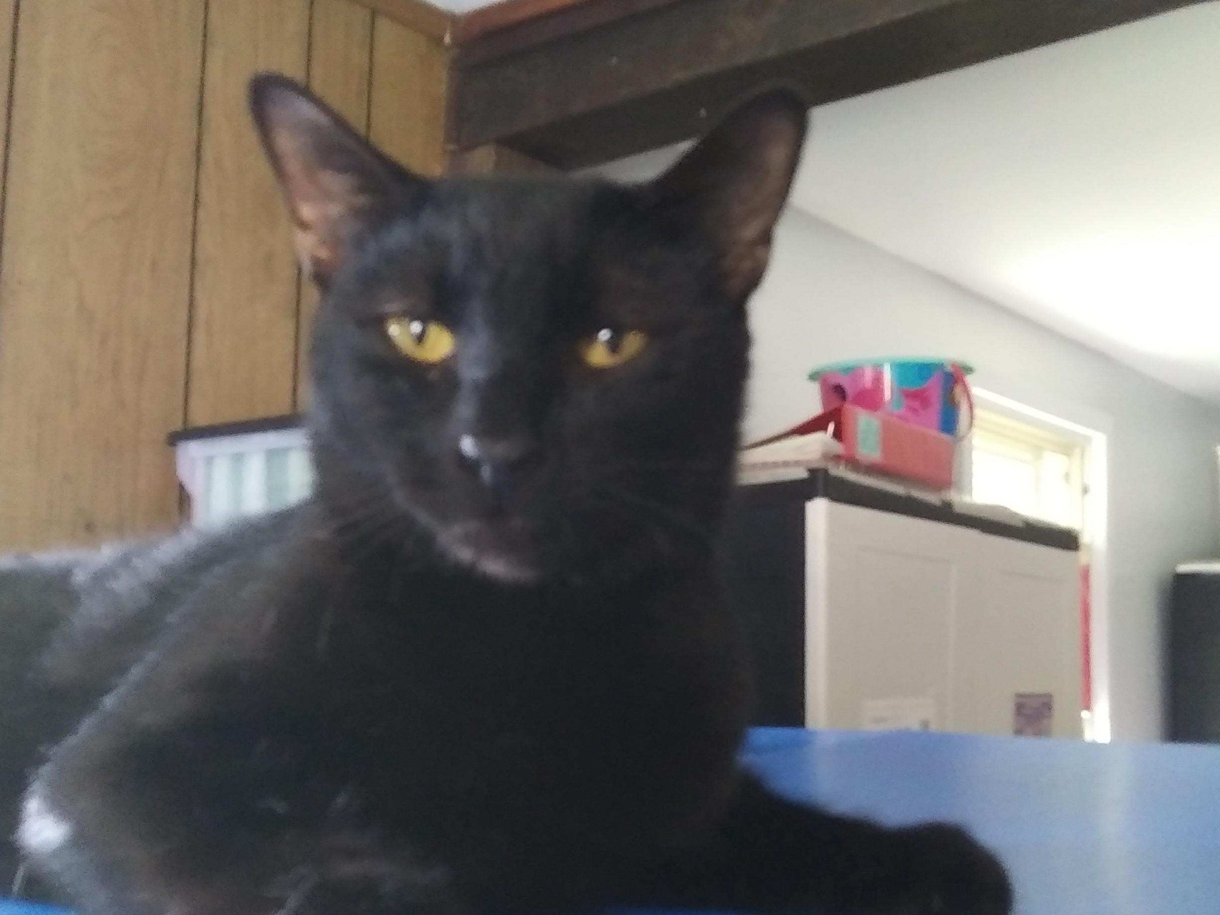 Panthro, ADOPTABLE, Adult Male Domestic Short Hair.