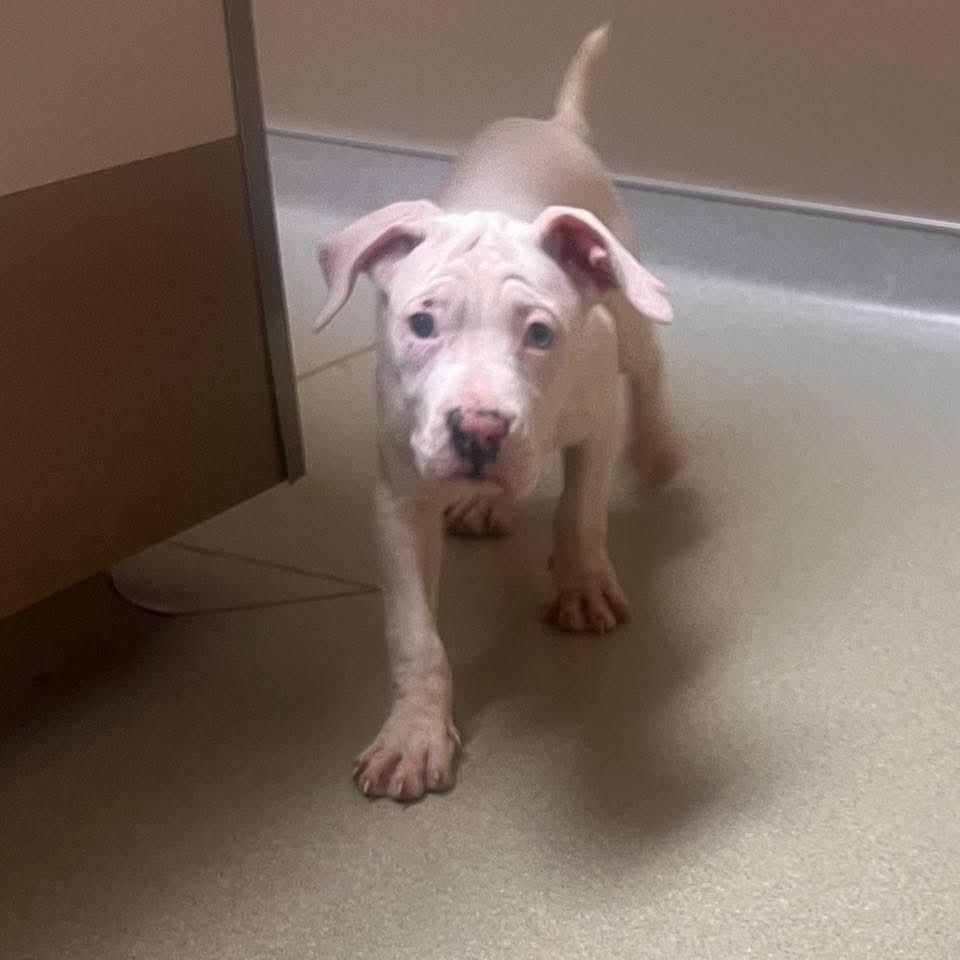 Enlarge Milan, an adoptable Mixed Breed in East Peoria, IL image 4/4