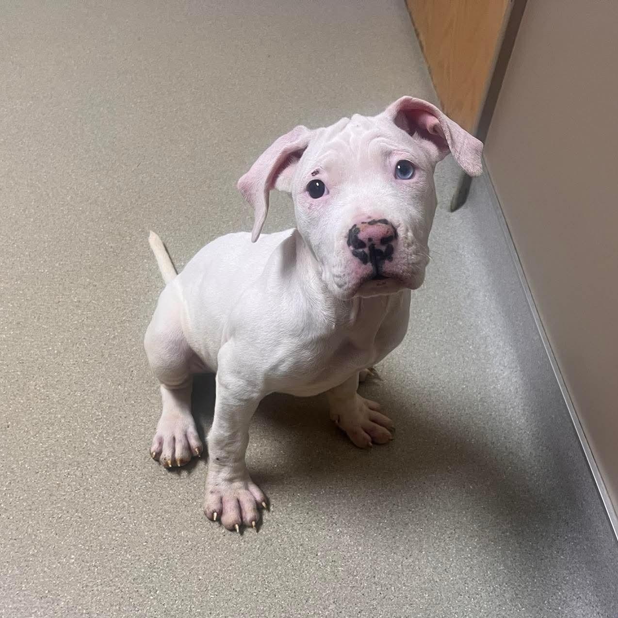 Enlarge Milan, an adoptable Mixed Breed in East Peoria, IL image 3/4