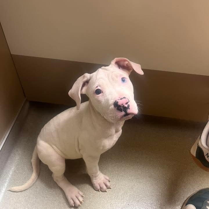Milan, adoptable, Puppy Male Mixed Breed.
