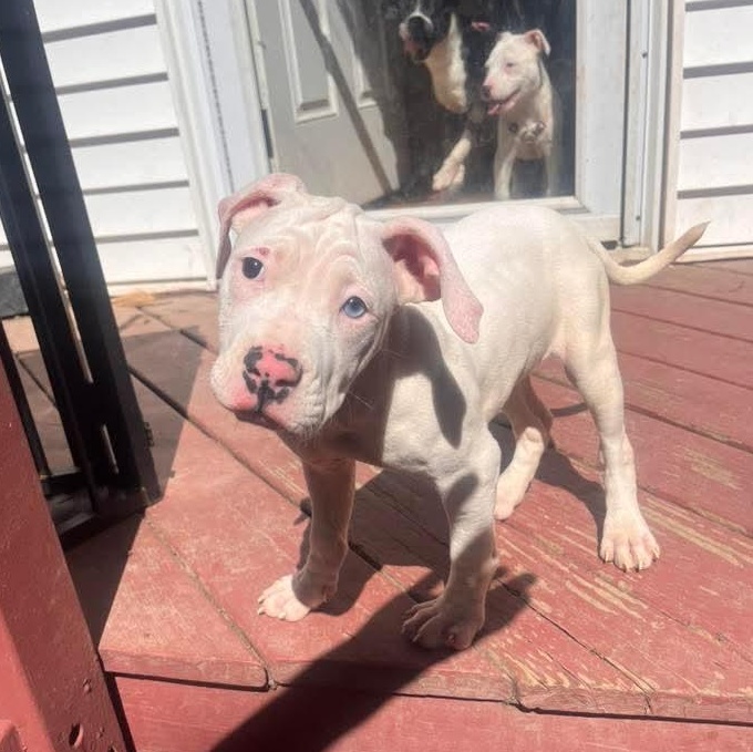 Enlarge Milan, an adoptable Mixed Breed in East Peoria, IL image 2/4