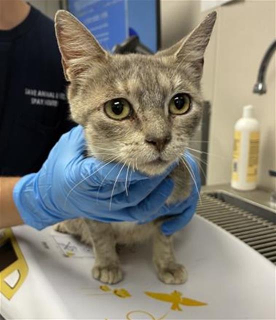 A256130, Adoptable, Young Female Domestic Short Hair & Domestic Short Hair.
