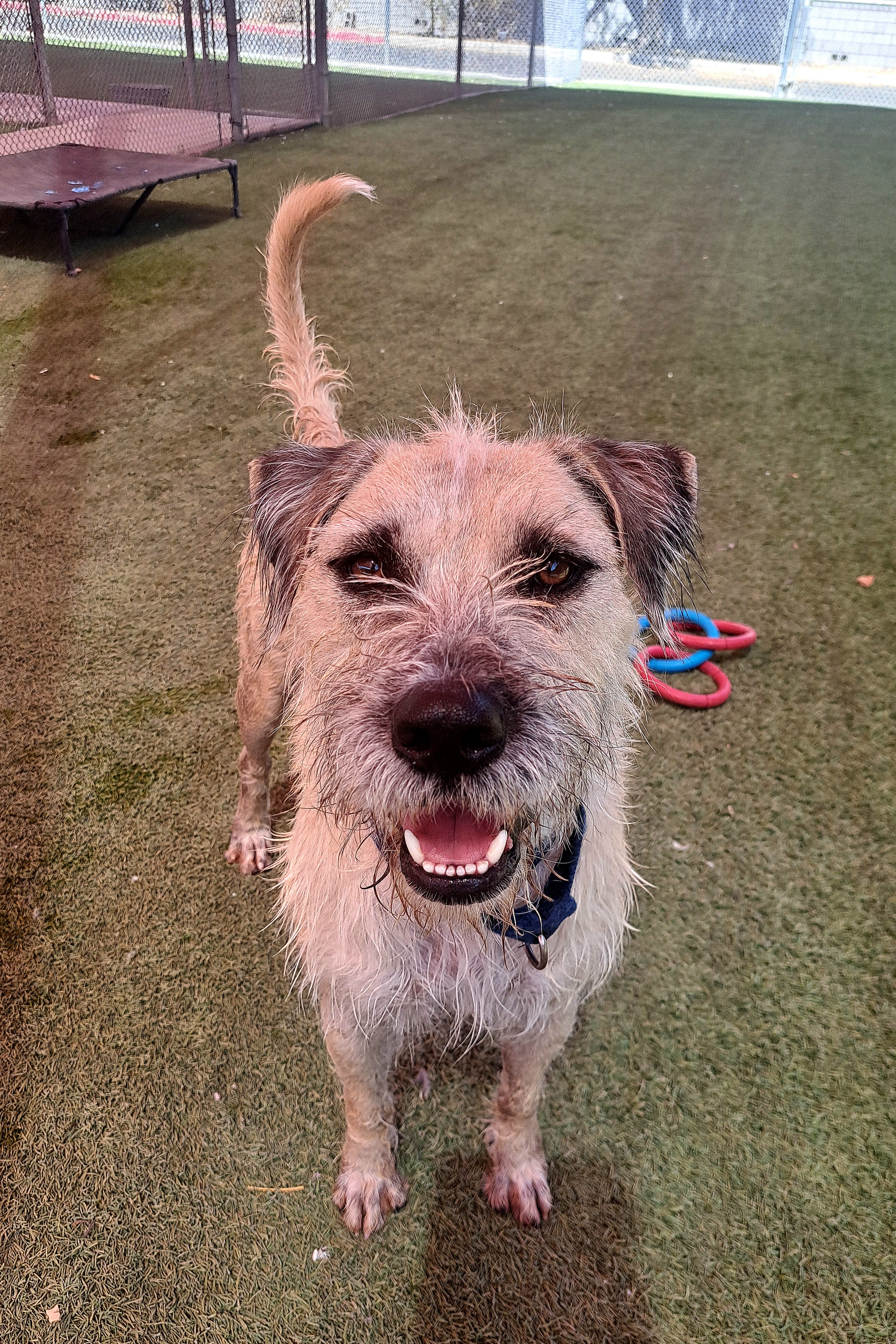 Enlarge Alfred, a Adoptable mixed breed in Glendale, AZ image 12/16