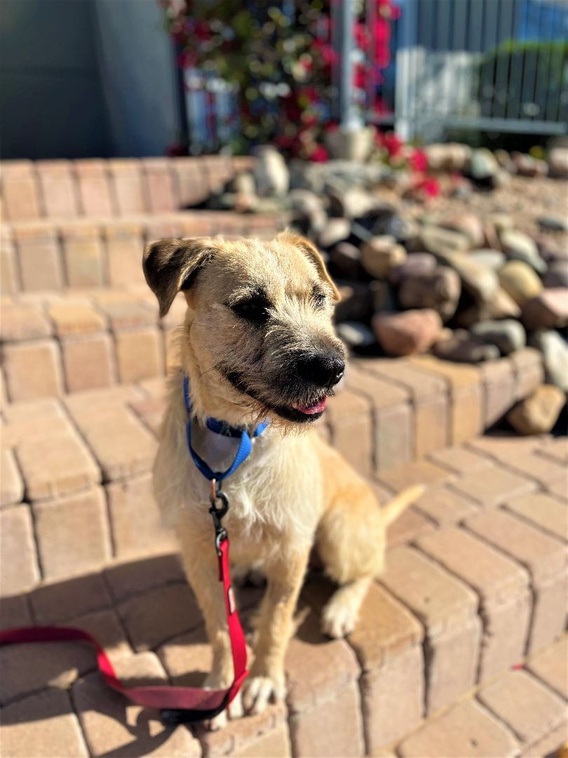 Enlarge Alfred, a Adoptable mixed breed in Glendale, AZ image 14/16