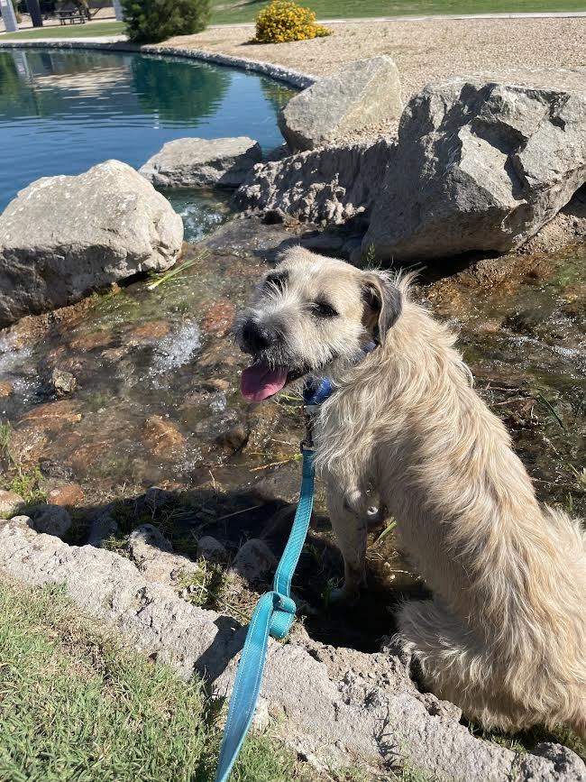 Alfred, Adoptable, Adult Male Wheaten Terrier.
