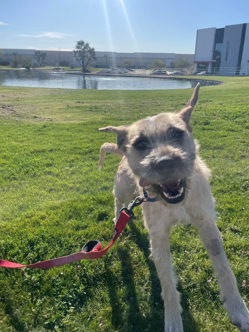 Enlarge Alfred, a Adoptable mixed breed in Glendale, AZ image 15/16