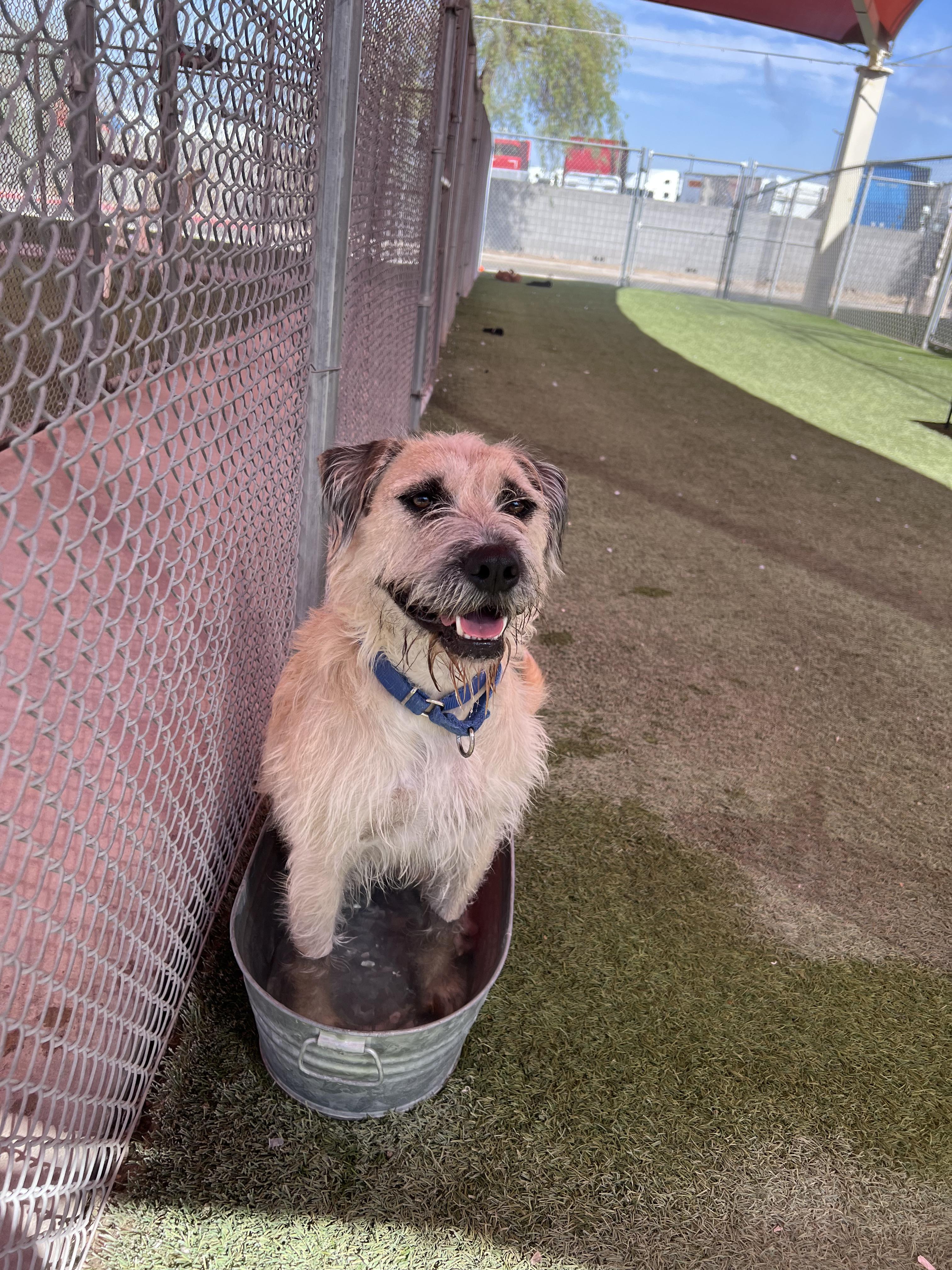 Enlarge Alfred, a Adoptable mixed breed in Glendale, AZ image 13/16